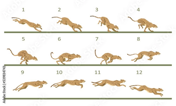 Obraz Animation cycle of a cheetah. Predator run. Twelve key frames.