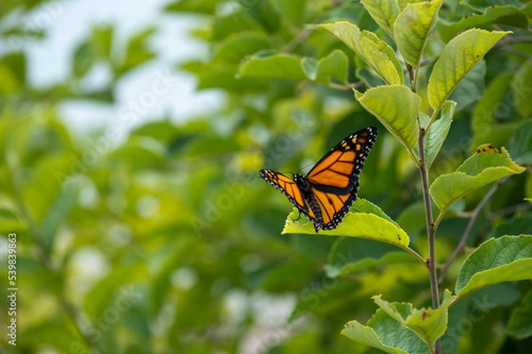 Obraz Monarch Butterfly 1