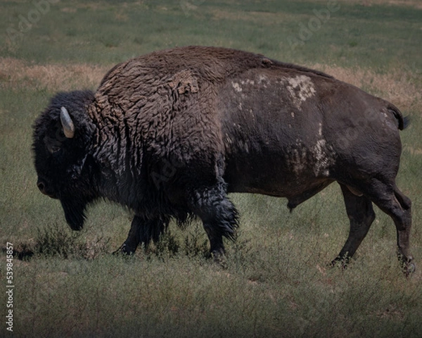 Obraz Profile of a mature large Bison walking on the plains