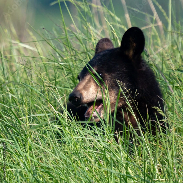 Obraz Portrait close-up of a Black bear cub sticking its head up in tall grass