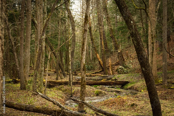 Obraz Light breaking through the canopy of an old growth forest.