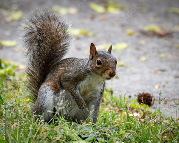 Obraz tree squirrel cautiously pausing while on the ground