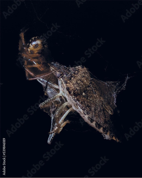 Obraz Macro Photography image of a very small spider feeding on a full size Stink Bug