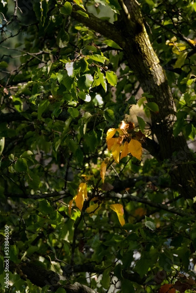 Fototapeta First leaves to change color  on a tree in early autumn