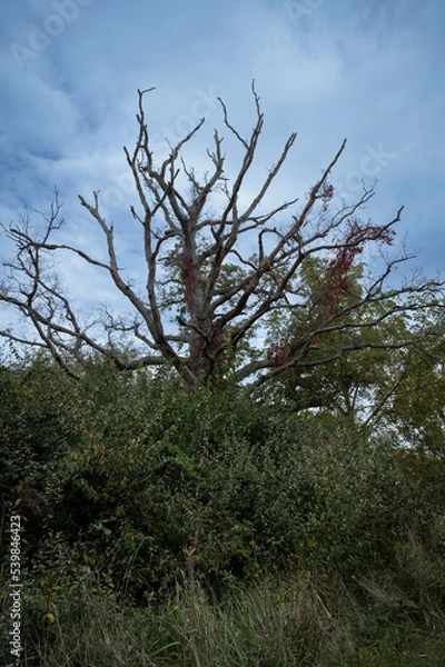 Obraz An old  tree with bare upper trunk and branches under a mostly cloudy sky in portrait aspect