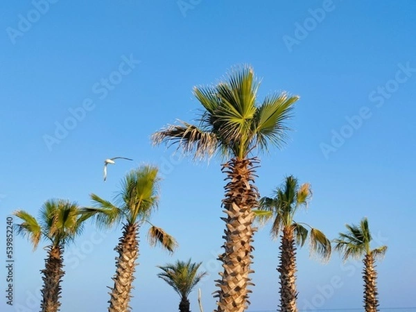 Obraz Palm trees and seagull 