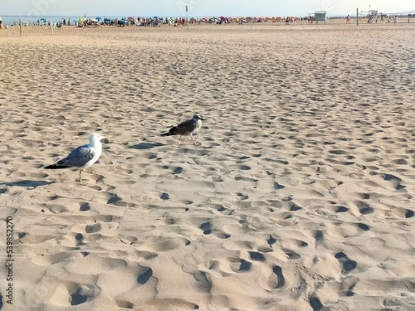 Obraz Seagulls on the beach
