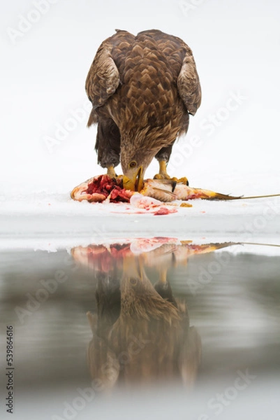 Obraz White-tailed eagle standing on ice, eating, Wild majestic bird of prey in winter. Eagle in its natural environment. 
