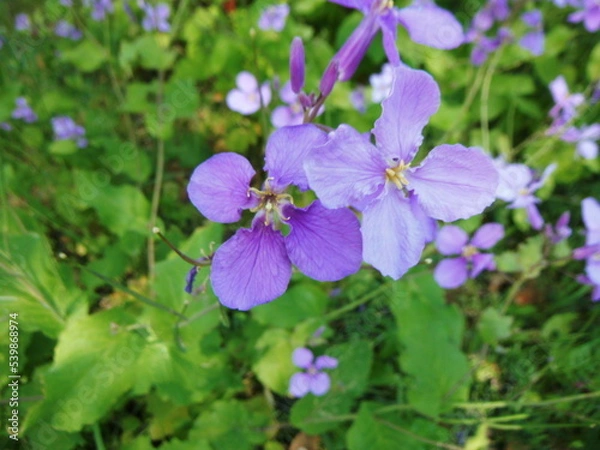 Fototapeta オオアラセイトウの花