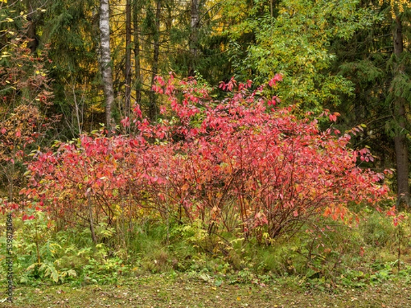 Obraz Alexander Park (Tsarskoye Selo). Common spindle (Euonymus europaeus) with purple leaves.
