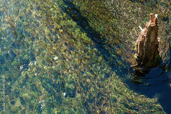 Obraz 清流の水面