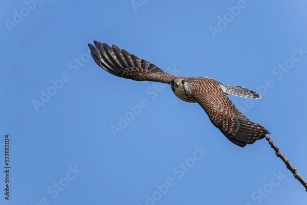 Obraz 子育て中のチョウゲンボウ メスの飛び出しシーン
