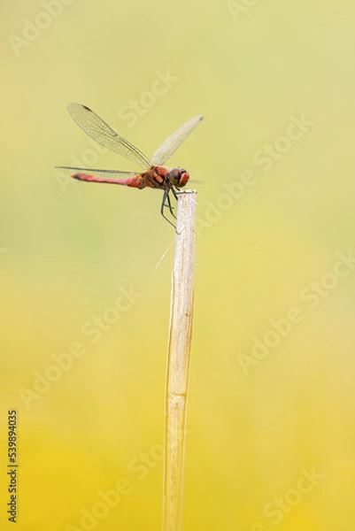 Fototapeta 赤とんぼ