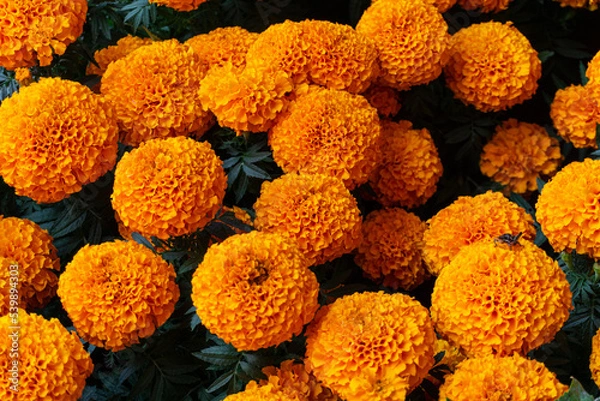 Obraz Cempasúchil Mexicano