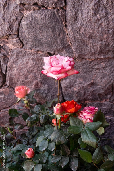 Obraz pink rose on the wall