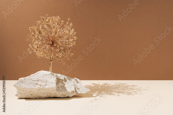 Fototapeta Natural white rocks with dry flower and sunshine shadows against bright beige and brown background. Minimal autumn nature concept.