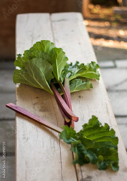 Fototapeta Close Up of Red and Green Rhubarb Stalks Freshly