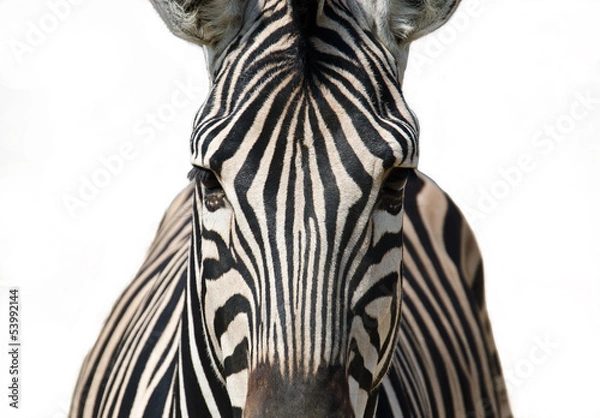 Obraz Na białym tle zebra