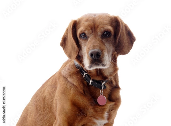 Obraz one brown dog (mongrel) , png file