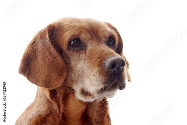 Obraz one brown dog (mongrel) , png file