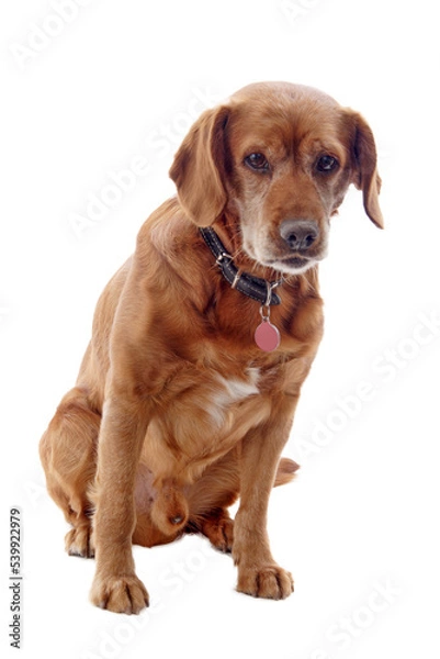 Obraz one brown dog (mongrel) , png file