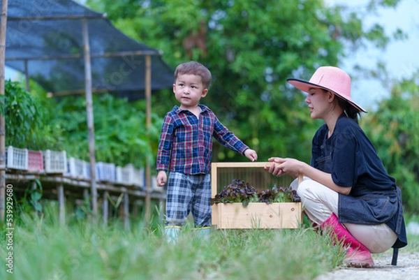 Fototapeta Mother and son toddler boy on organic vegetable farm in summer.Mother with kid Harvesting Organic vegetable Cabbage and purple cabbage carrot on farm at home.Home school kid learning how to vegetable