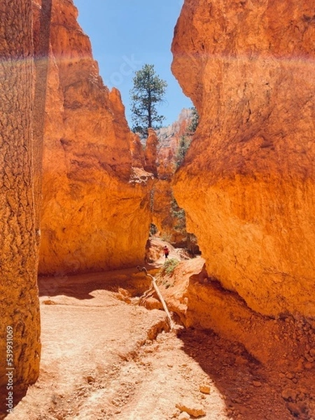 Obraz Red Canyon, USA