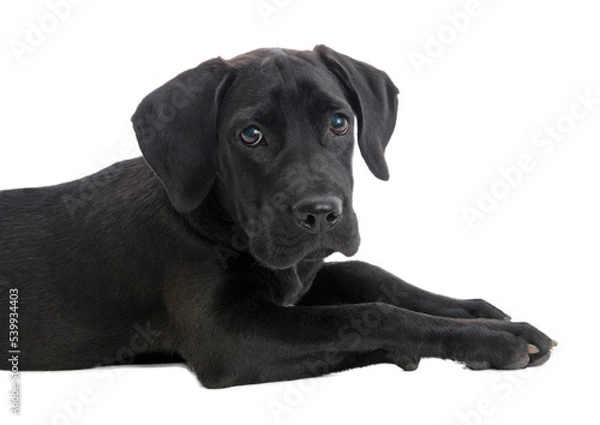 Obraz black labrador retriever, png file