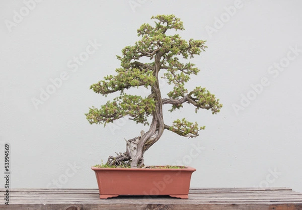 Obraz bonsai plants