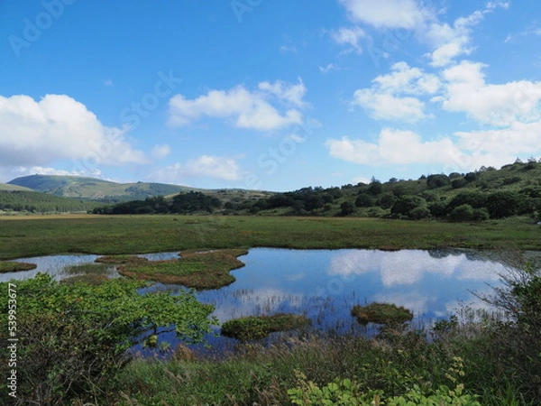 Obraz 爽やかな信州八島湿原の地塘
