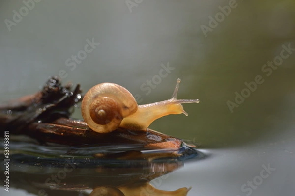 Obraz Beautifull snail