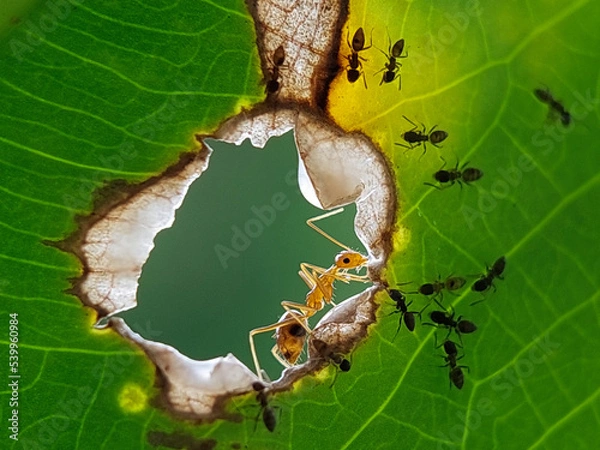 Obraz Beautiful red ant