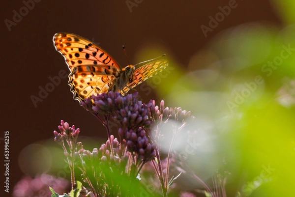 Obraz フジバカマとヒョウモンチョウ20221021