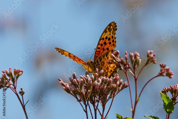 Obraz フジバカマとヒョウモンチョウ20221021