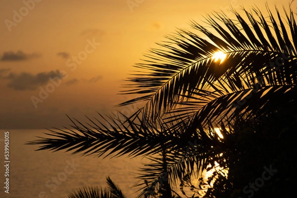 Obraz Palm trees and the sunset on the seaside