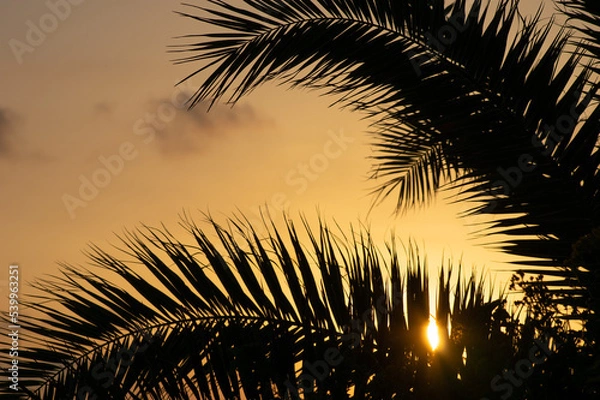 Obraz Palm trees and the sunset on the seaside