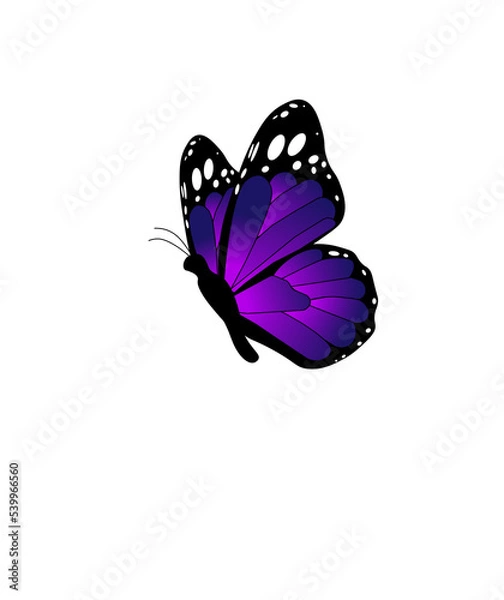 Obraz butterfly isolated on white