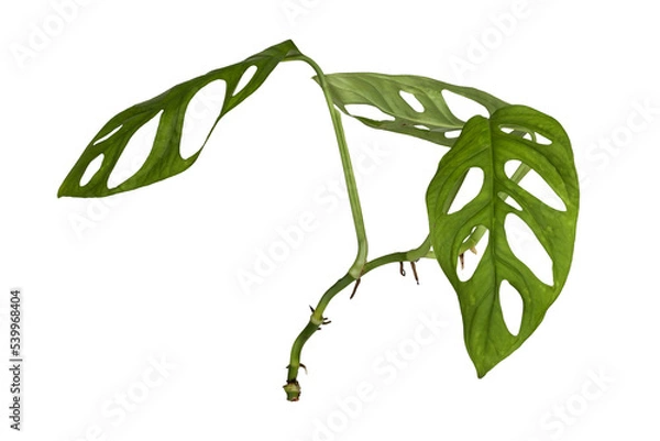 Obraz Monstera adansonii