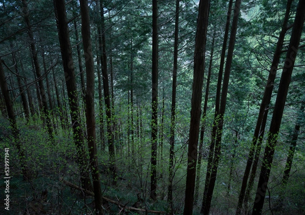 Fototapeta 深い針葉樹林の中に広がる静寂と緑の景色