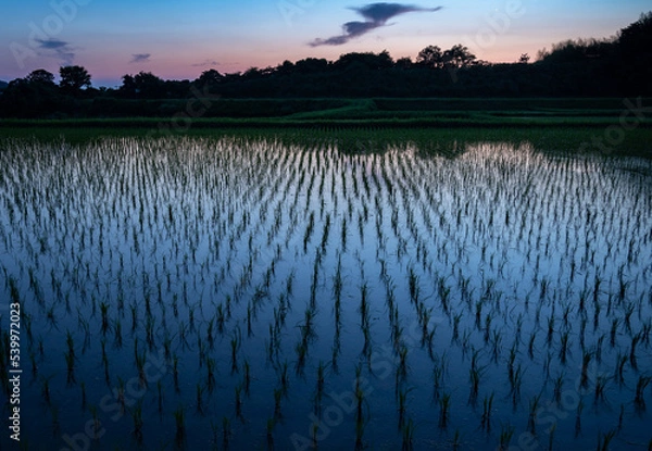 Fototapeta 薄明り時の水田（愛知県）