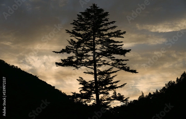 Obraz 夕暮れ時にシルエットとして浮かび上がる木と山の風景