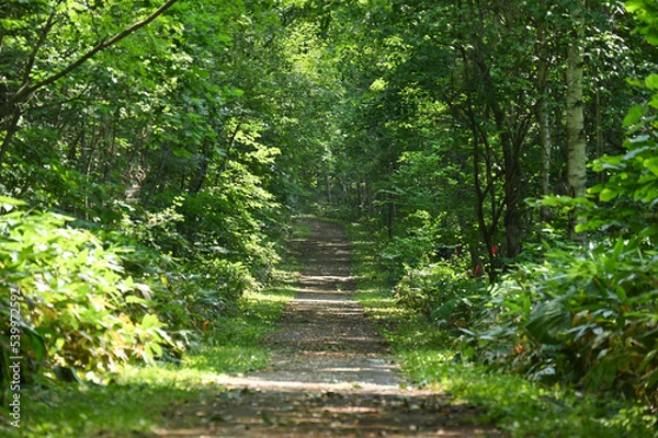 Fototapeta 木漏れ日の差し込む森の中の散歩道