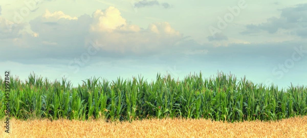 Obraz field  corn