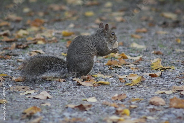 Obraz squirrel eating nut