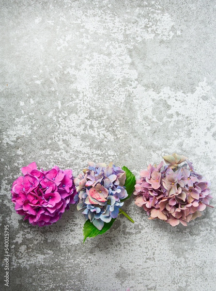 Fototapeta Hydrangea flowers on a stone surface. Selective focus with blurred background with copy space. Top view.