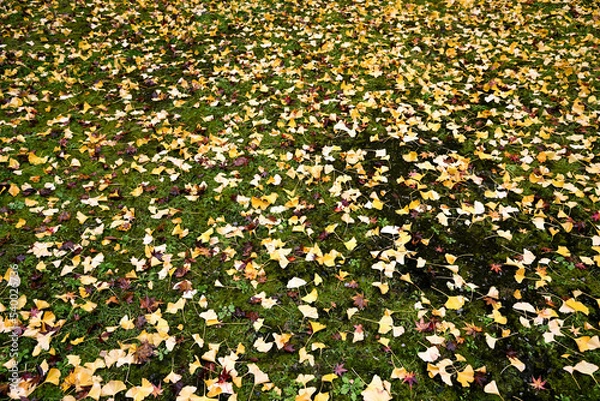 Obraz まさに日本の秋！紅葉と黄葉の競演