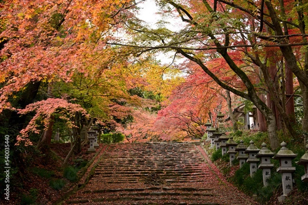 Obraz 美しい紅葉の石段