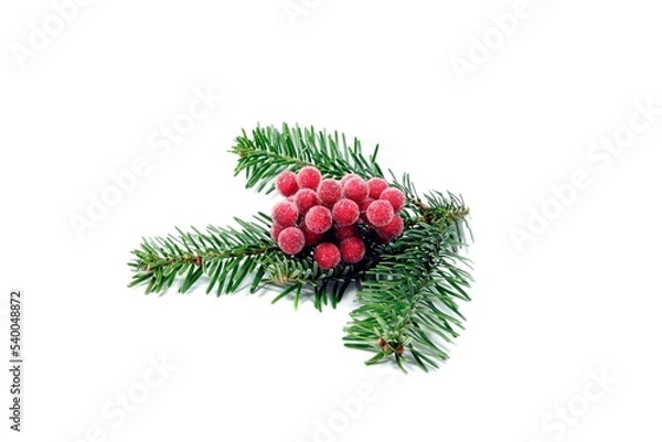 Obraz Tannenzweig mit Beeren