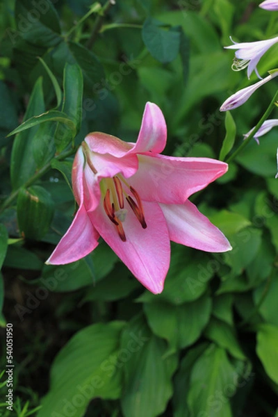 Fototapeta Flowering lily in the home garden in the summer. Natural blurred background.