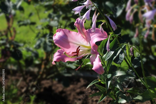 Fototapeta Flowering lily in the home garden in the summer. Natural blurred background.